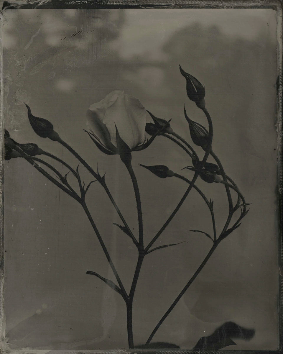 Roses, Diptych by Jacob Moss