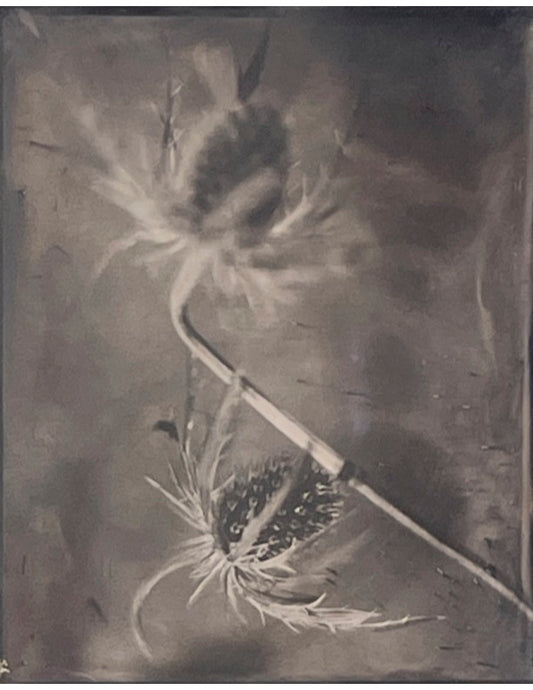 Flower 2, by Jacob Moss