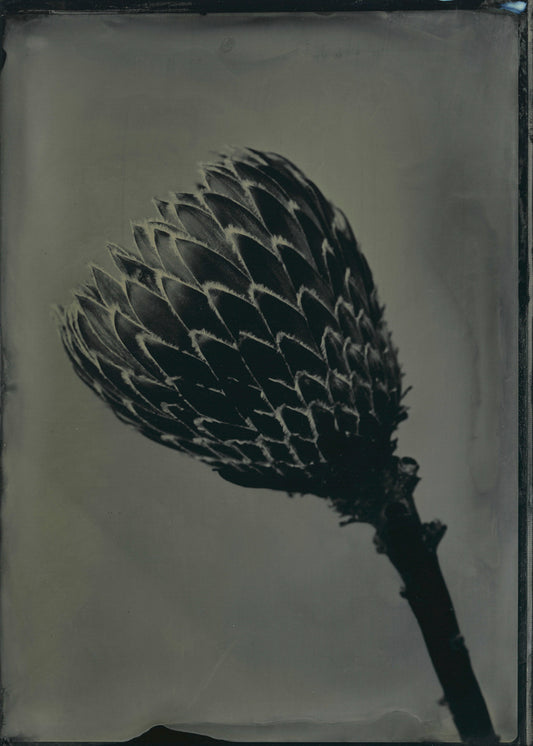 Protea, by Jacob Moss