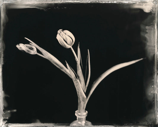 Flower Study, by Jacob Moss