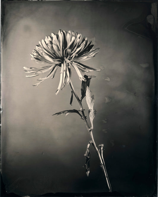 Flower Study, by Jacob Moss