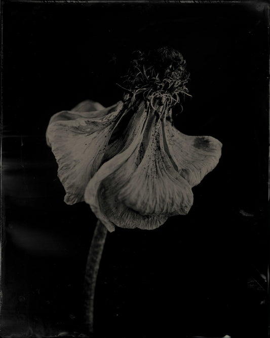 Anemone, by Jacob Moss