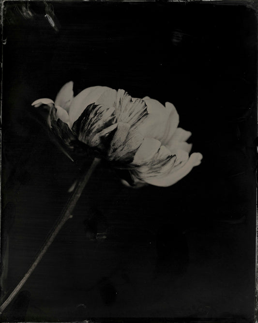 Peonie, by Jacob Moss