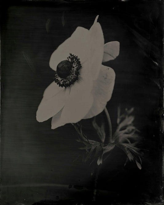 Anemone (large), by Jacob Moss