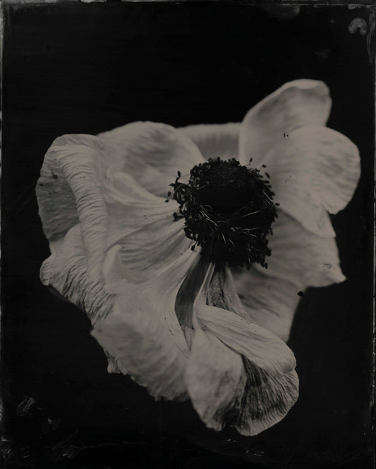 Anemone, by Jacob Moss