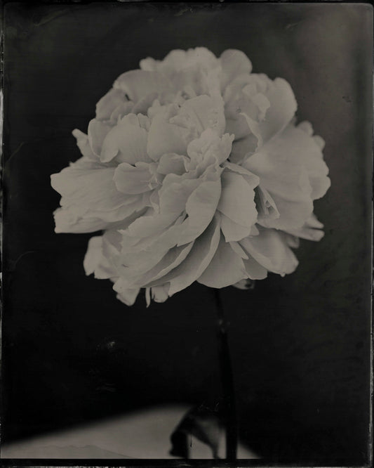 Peonie (front), by Jacob Moss