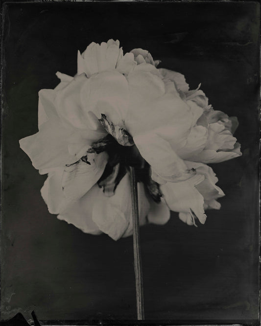 Peonie (back), by Jacob Moss