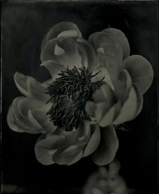 Peonie, by Jacob Moss