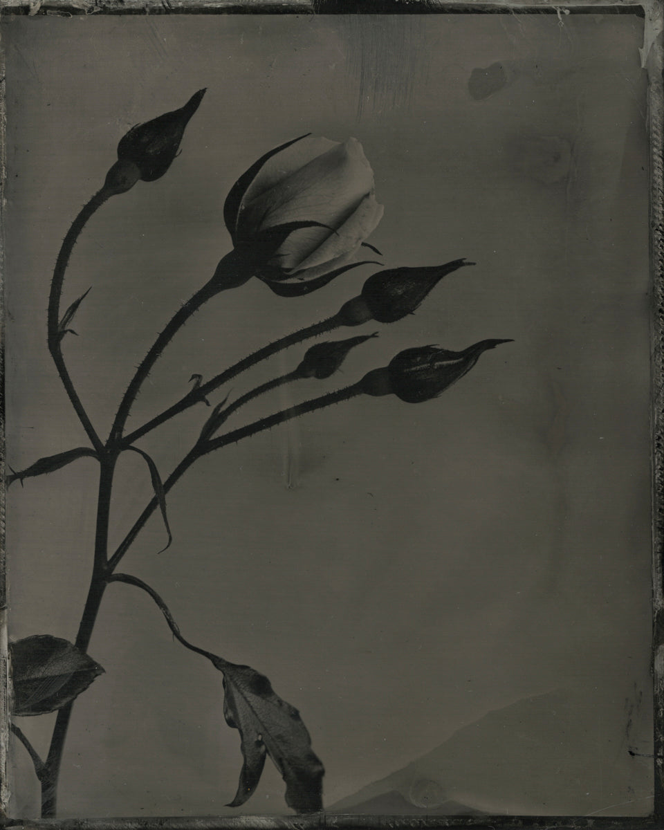 Roses, Diptych by Jacob Moss