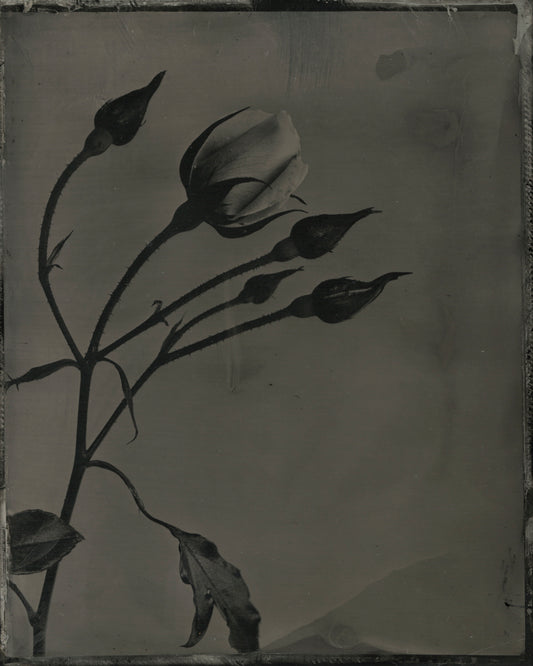 Roses, Diptych by Jacob Moss