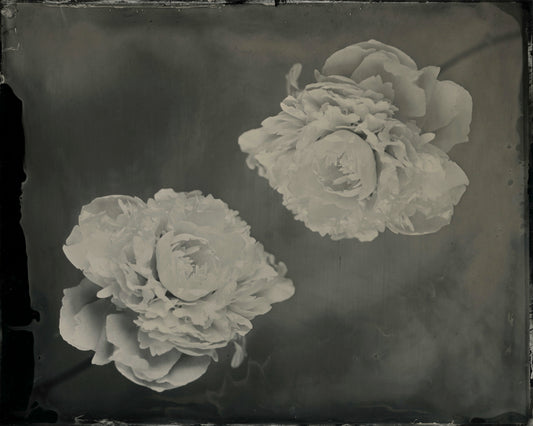 Dueling Peonies, By Jacob Moss